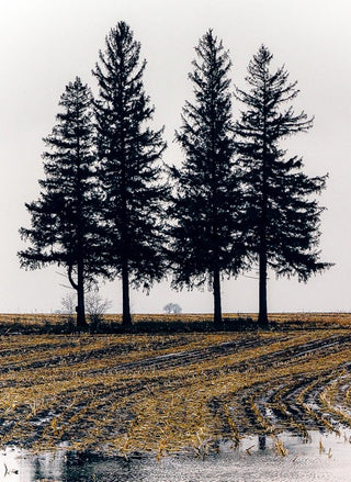 Greeting Card: The Four Sentinels