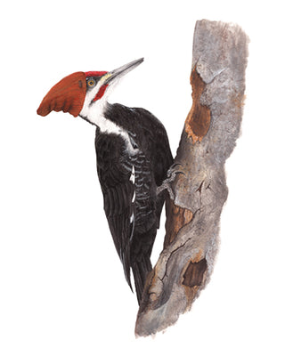 A2 No29 Woodpecker