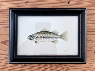 Framed print - Fish, large mouth bass