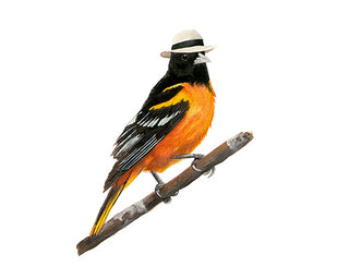 8x10 No07 Oriole