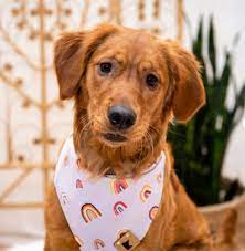 Small Pet Bandana