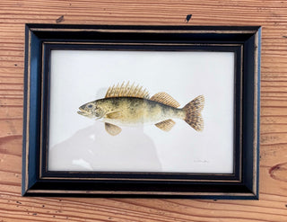 Framed print - Fish, yellow perch