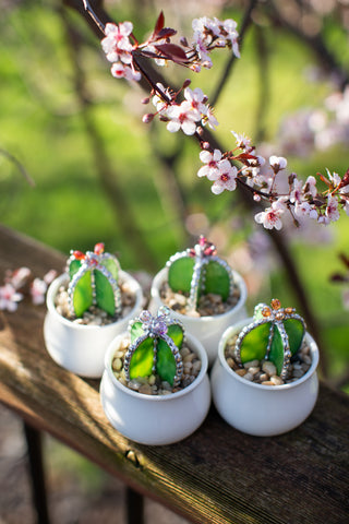Mini Cactus