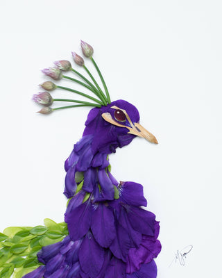 Purple Peacock Nature Art Print