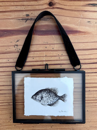 Print - Tiny fish, black crappie