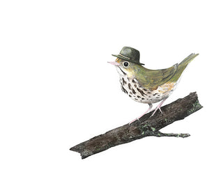 A2 No22 Ovenbird