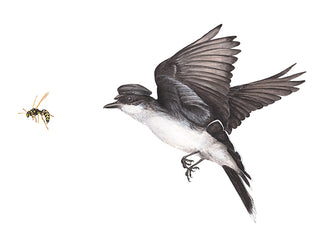 A2 No33 Kingbird