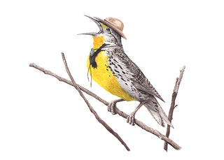 8x10 No34 Meadowlark