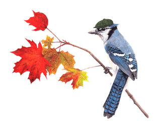 8x10 No31 Blue Jay