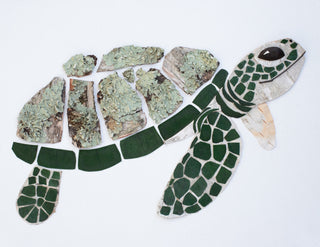 Green Sea Turtle Nature Art Print