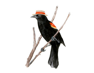 A2 No11 Blackbird