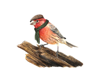 8x10 No19 Finch