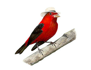 8x10 No21 Tanager